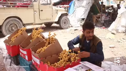 تراجع إنتاج التمور في شبوة اليمنية بسبب التحديات الاقتصادية