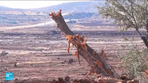 تجريف إسرائيل لأشجار الزيتون في المغير بالضفة الغربية
