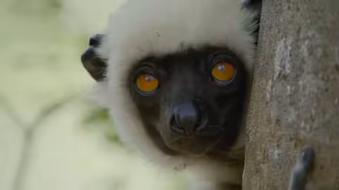 التحليق في الهواء: أسرار الطيران بلا أجنحة | الشرق ديسكفري