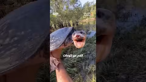 السلحفاة الصينية اللينة: تكيفات فريدة وحياة في شرق آسيا