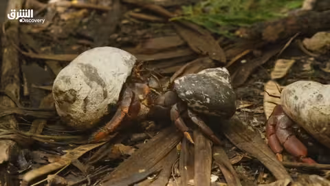 الحياة السرية لسرطان البحر - الحلقة الأولى