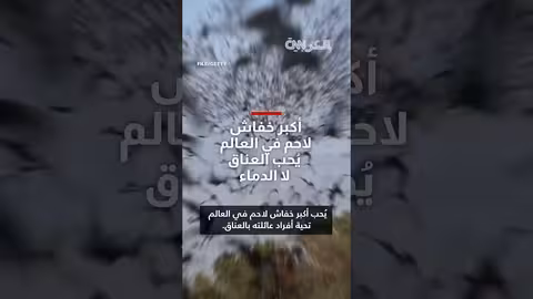 سلوك اجتماعي مفاجئ: خفافيش فامبيروم سبيكتروم تحتضن بعضها البعض