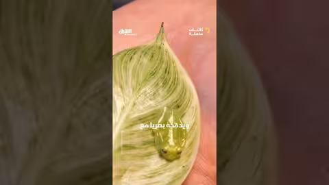 الضفدع الزجاجي: مخلوق فريد بقلب مرئي وآلية دموية مدهشة