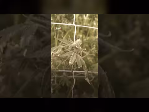 وزارة العدل الأمريكية تنزل الماريغوانا الطبية من قائمة الأكثر خطورة