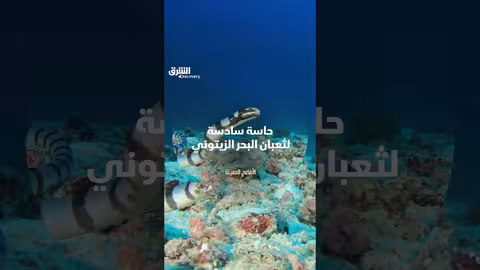 ثعبان البحر الزيتوني: حاسة سادسة وأسلوب صيد فريد