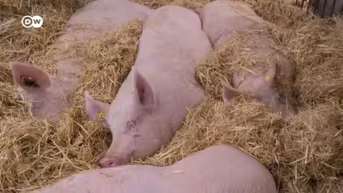 وثائقي | هرمون الفرس الثمين - معاناة الخيول من أجل لحم خنزير رخيص | وثائقية دي دبليو