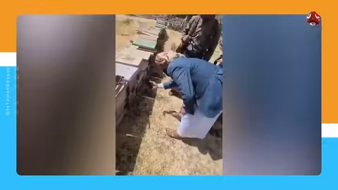 صدمة في صنعاء بعد تسميم 240 خلية نحل