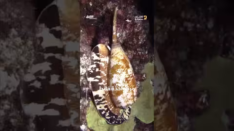 حلزون المخروط: سلاح فتاك في أعماق البحار