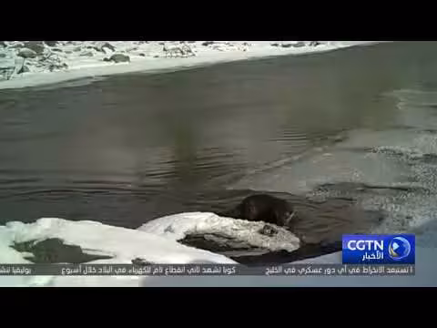 نادر: نسر وثعلب الماء يتشاركان مشهدًا بيئيًا متوازنًا في شينجيانغ