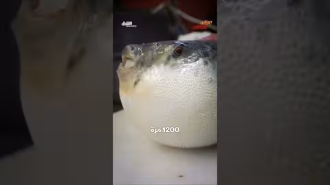 طبق الفوجو الياباني: وجبة فاخرة محفوفة بالمخاطر