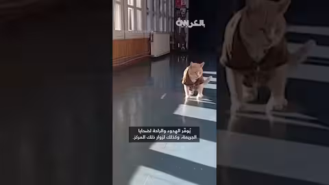 قطة تشيلية عضو في فريق مكافحة الجريمة: قيمة لا تقدر بثمن