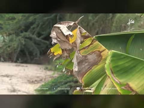 التجريف يستمر في ابتلاع دلتا أبين