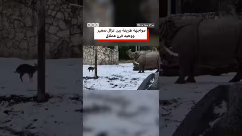 غزال صغير يتحدّى وحيد قرن عملاق في بولندا