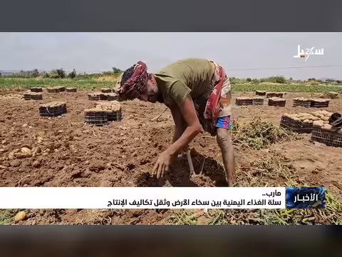 مأرب.. سلة الغذاء اليمنية بين سخاء الأرض وتكاليف الإنتاج