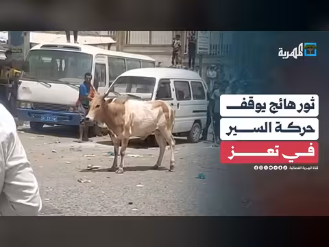 ثور هائج يوقف حركة السير في تعز