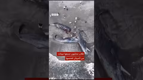 حيتان نافقة تجرفها المياه إلى شواطئ اليابان بعد تسونامي