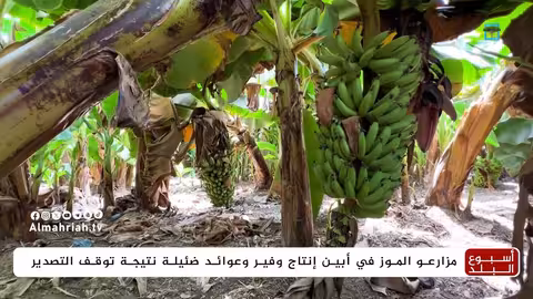 تدهور إنتاج الموز في أبين: تحديات التصدير تهدد المزارعين