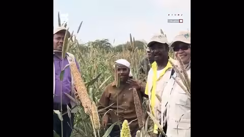 تدشين حقلي لمنتجي الحبوب في أبين