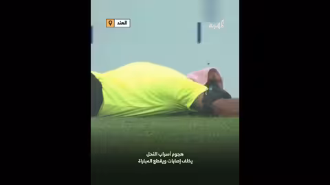 الهند... إصابات وقطع للمباراة بسبب هجوم أسراب نحل على مباراة