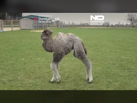 ولادة فصيل الجمل صوفيا تعزز جهود الحفاظ على الإبل البرية