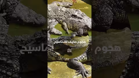 هجوم تماسيح مرعب