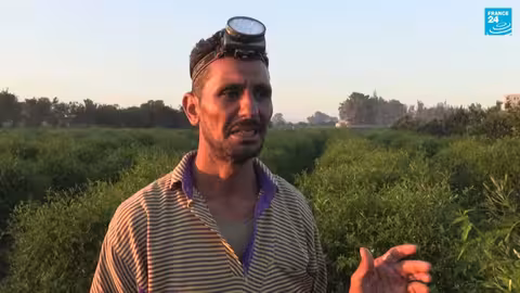 تأثير التغير المناخي على إنتاج الياسمين في مصر