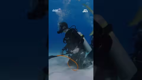 الكشف على قرش حامل