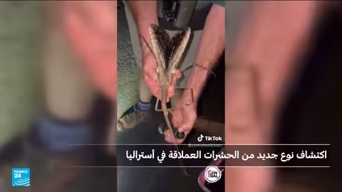 اكتشاف أثقل حشرة في أستراليا: عصا عملاقة جديدة