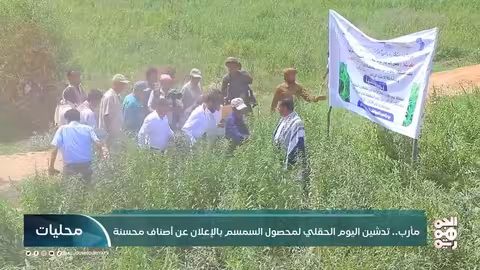 مارب: تدشين أصناف محسنة للسمسم وتعزيز الإنتاج الزراعي