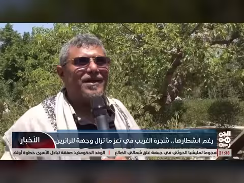 شجرة الغريب في صنعاء despite انشطارها