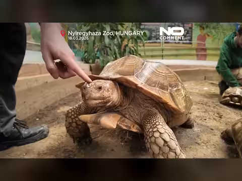 المجر: يوم رعاية للأنواع المهددة من السلاحف في حديقة حيوان نييرغهازا