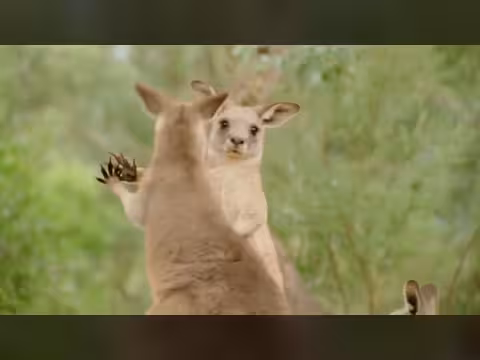 هندسة فطرية: مساكن الحيوانات المذهلة