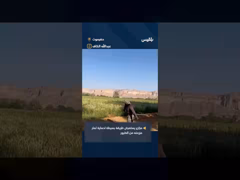 مزارع يبتكر طريقة لطرد الطيور وحماية المحاصيل