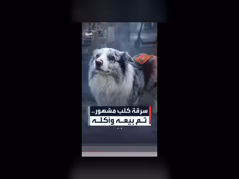 سرقة كلب مشهور ثم بيعه وأكله