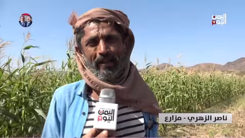 تراجع إنتاج الذرة الشامية في موزع بسبب الجفاف