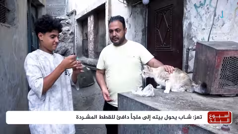 رعاية القطط في اليمن: قصة شخصية وجهود فردية