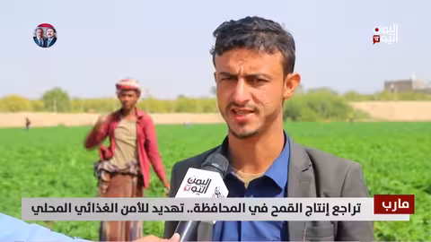 تراجع إنتاج القمح في مارب..تهديد للأمن الغذائي