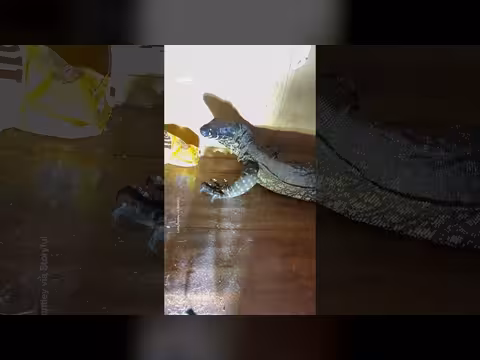 سحلية ورل مختبئة تحت السرير