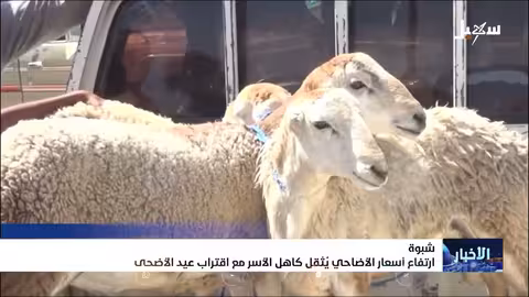 شبوة: ارتفاع أسعار المواشي يهدد فرحة عيد الأضحى
