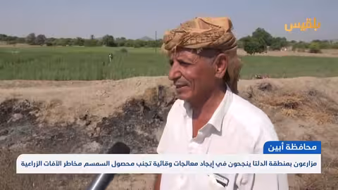 نجاح مزارعي أبين في مكافحة آفات السمسم رغم التحديات