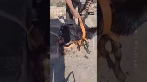 مستوطن يغسل ماشيته في بئر يستخدمها الفلسطينيون