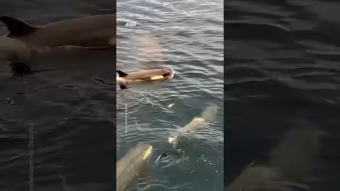 حيتان الأوركا تطارد بطريقًا منهكًا