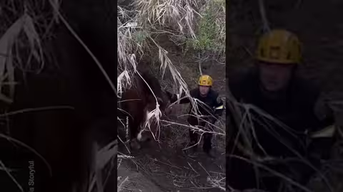 نقل حصان بالهيلوكوبتر