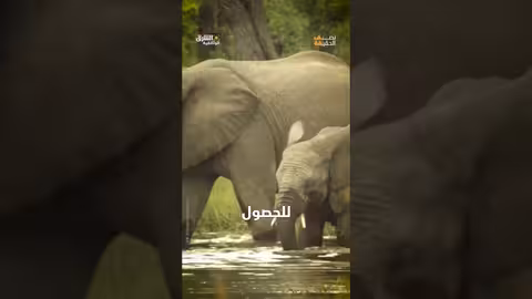 تجارة العاج: جريمة ضد الفيلة وغابات مُنهَبة