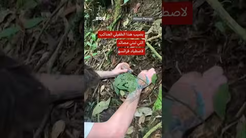 اكتشاف فطر زومبي جديد يصيب العناكب في غابة الأطلسي البرازيلية