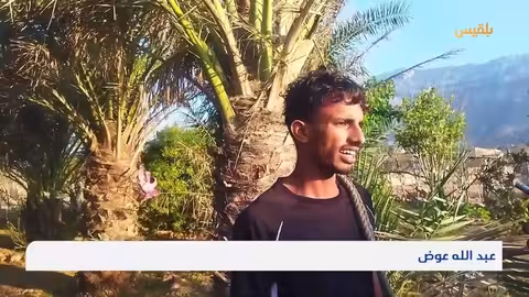 كاميرا بلقيس ترصد موسم تلقيح النخيل والتحديات التي يواجهها المزارعون في سقطرى | تقرير: أحمد القيسي