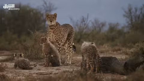 فهود هجينة - تحديات عاطفية - الحلقة 2 | الشرق ديسكفري