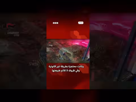 ضبط ثعابين وزواحف مخبأة بشكل غير قانوني في إيطاليا