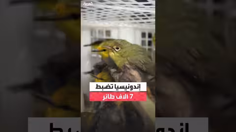 إندونيسيا تضبط 7 آلاف طائر غير قانوني متجه إلى بالي