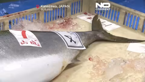 اليابان: سمكة هاماتشي تُباع بأكثر من 22 ألف يورو في مزاد إيشيكاوا